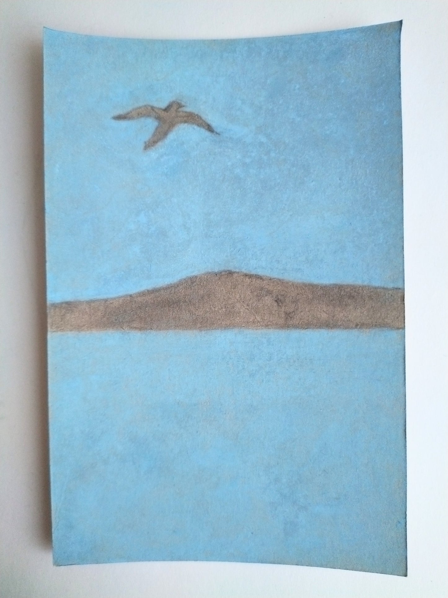 sea gull