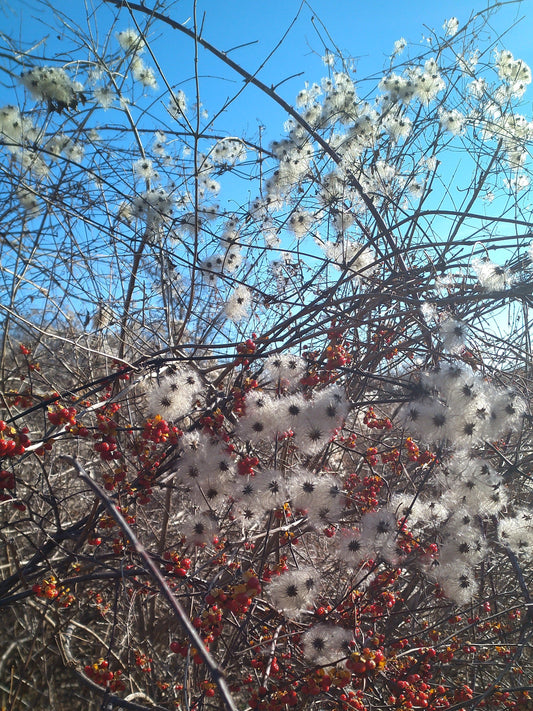 winter solstice